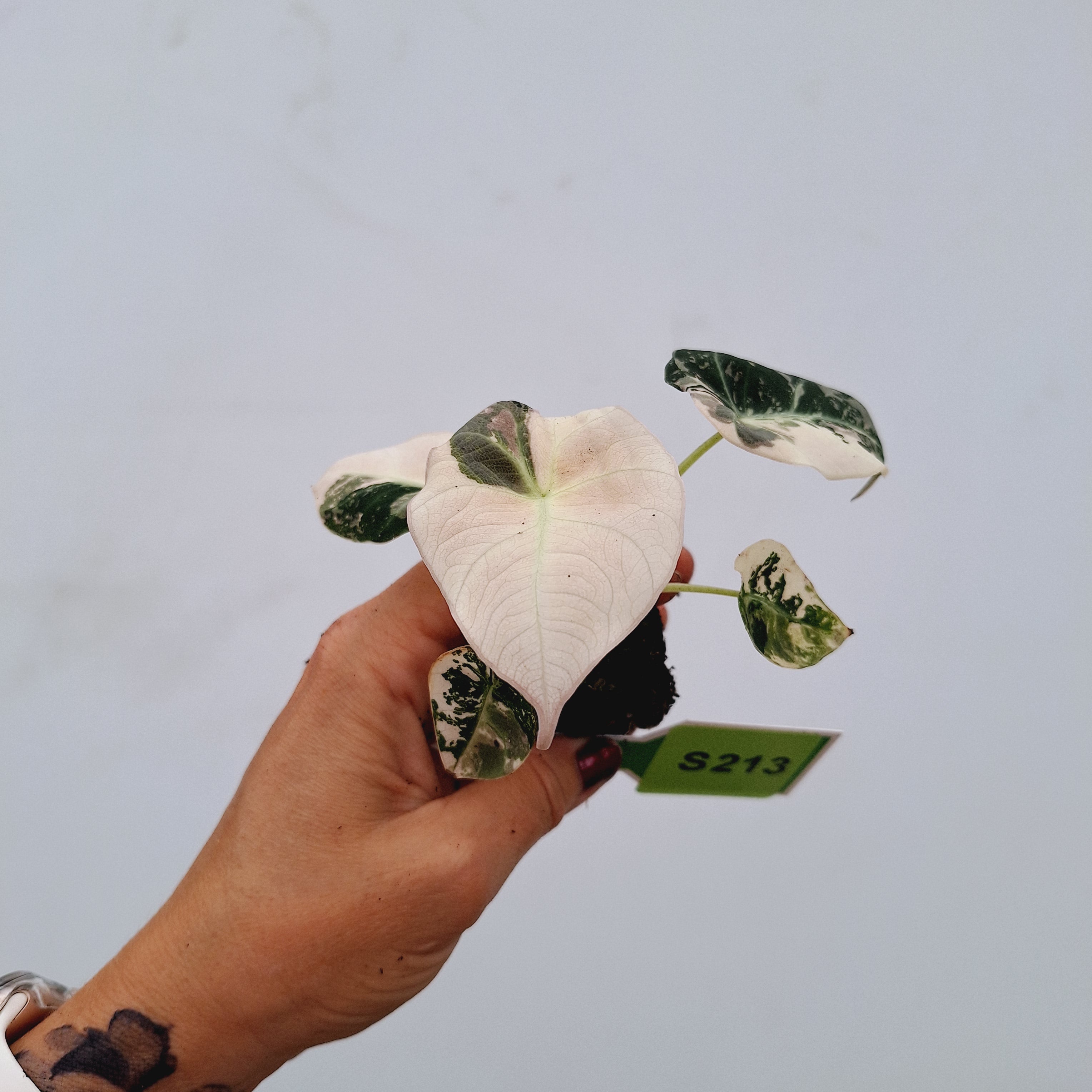 Alocasia reginula 'Black Velvet variegata'- Bare Bottom Baby