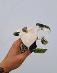 Alocasia reginula 'Black Velvet variegata'- Bare Bottom Baby