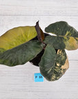 Alocasia macrorrhizos 'plumbea Variegata'