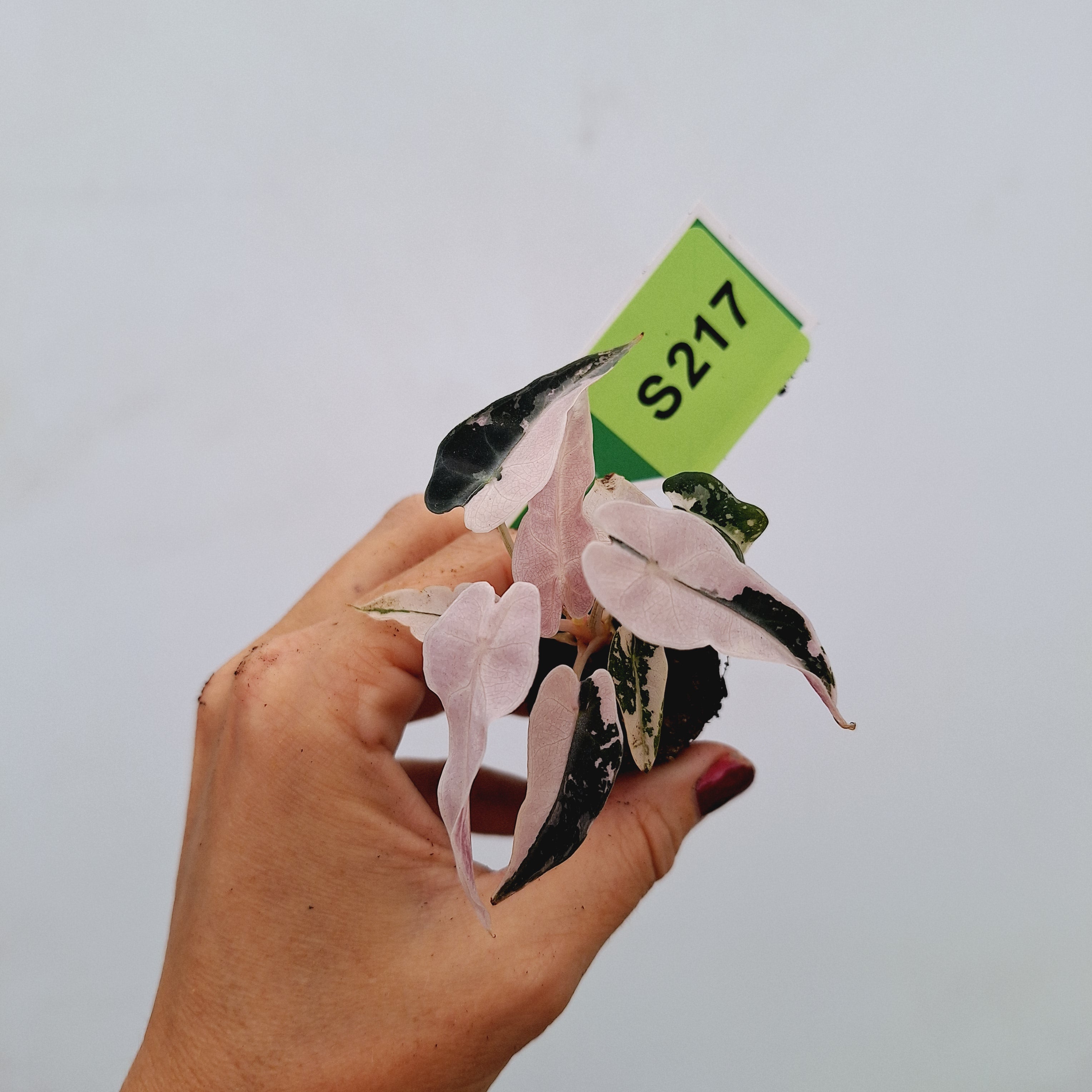 Alocasia Amazonica  bambino Variegata - Bare Bottom Baby
