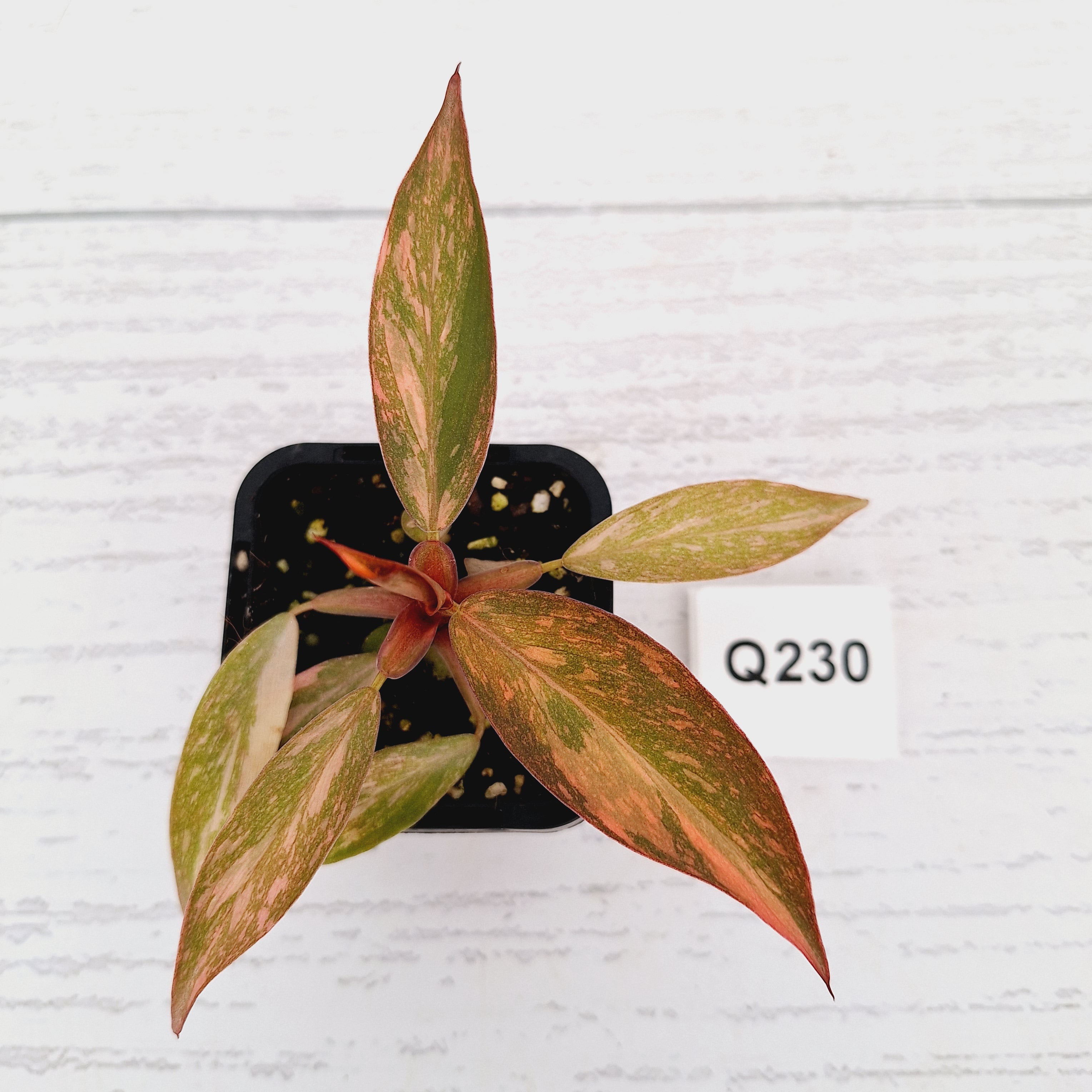 Philodendron 'Orange Princess'