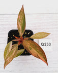 Philodendron 'Orange Princess'