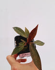 Philodendron 'Orange Princess'