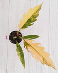 Philodendron serratum 'Caramel Marble'