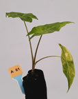 Alocasia Portora Variegata - Bare Bottom Baby