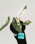 Alocasia ‘Simpo Albo’ Variegata - SALE
