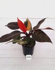 Philodendron 'Orange Princess'