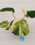 Monstera borsigiana 'Albo' - SALE