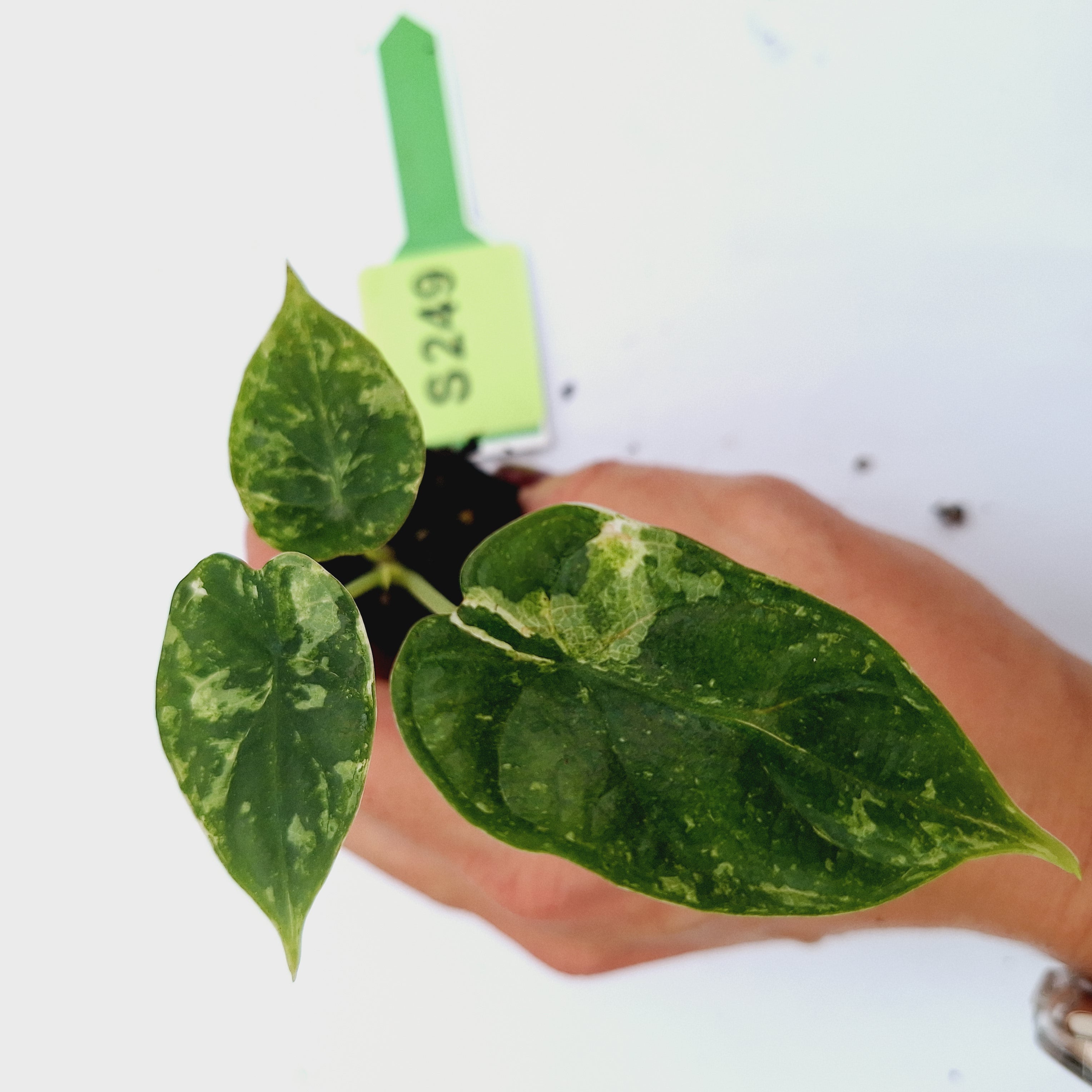 Alocasia Dragon Scale 'Marble' Variegata - Bare Bottom Baby