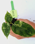 Alocasia Dragon Scale 'Marble' Variegata - Bare Bottom Baby