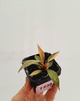Philodendron 'Orange Princess'