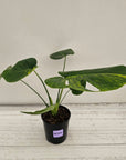 Monstera deliciosa Variegata