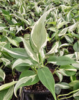 Philodendron hederaceum 'Rio'