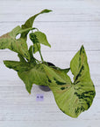Syngonium podophyllum Confetti Tricolour
