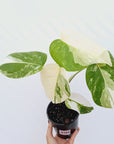 Monstera borsigiana 'Albo'