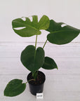 Monstera Deliciosa 'Mint'