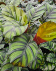 Calathea rotundifolia Fasciata