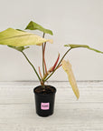 Philodendron 'Whipple Way' SALE