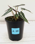 Alocasia Amazonica bambino Variegata