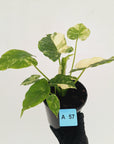 Alocasia Odora 'California Albo'