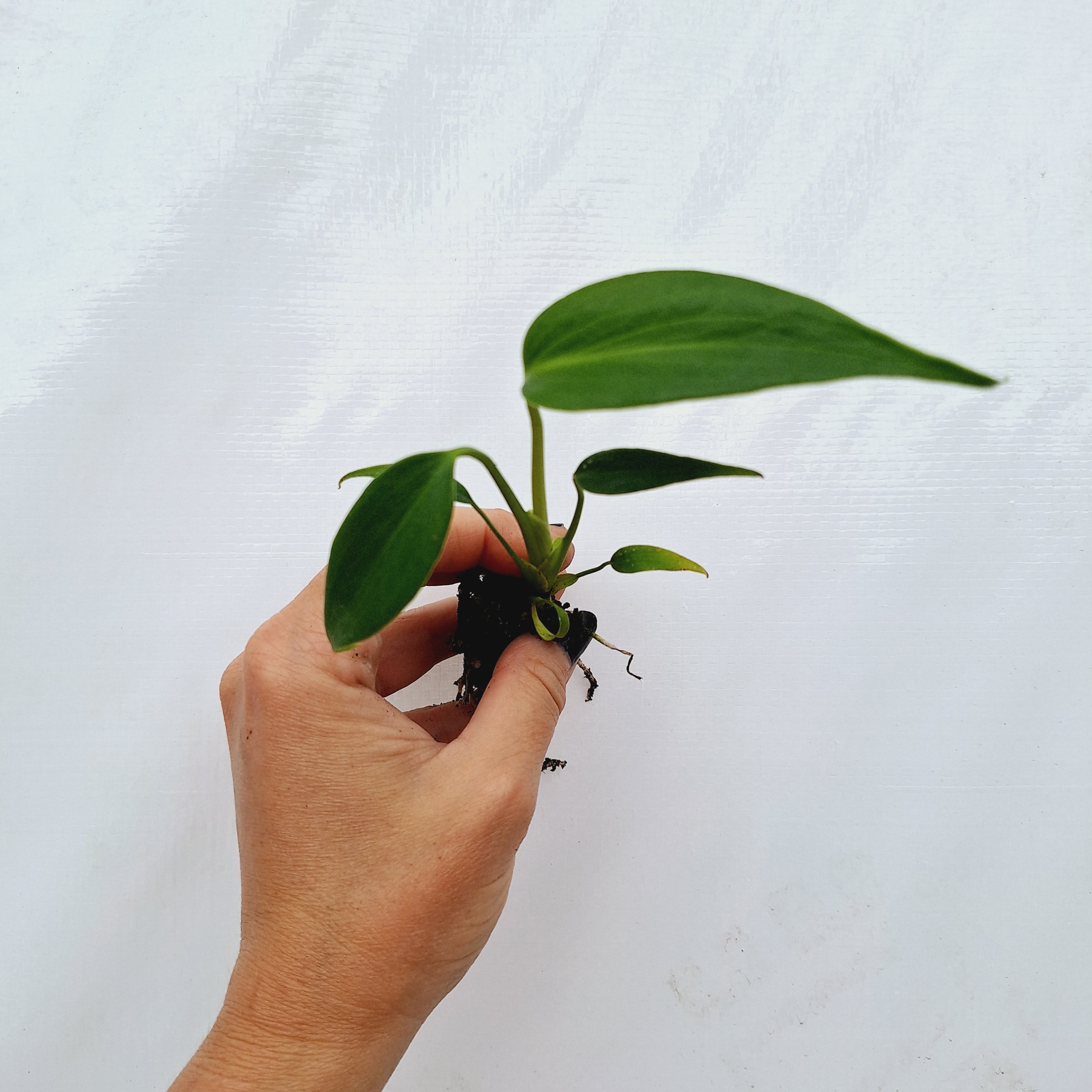 Monstera 'Burle Marx's Flame' - Bare Bottom Baby