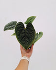 Anthurium Luxurians 125mm Gift Box - Christmas Pre-Order