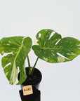Monstera deliciosa Thai Constellation