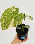Monstera deliciosa Thai Constellation Sports