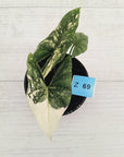 Alocasia ‘Simpo Albo’ Variegata - SALE