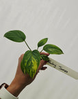 Homalomena rubescens Variegata - Bare Bottom Baby