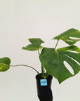 Monstera deliciosa Aurea 'Yellow Marilyn'