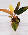 Philodendron 'Rojo Congo Variegated'