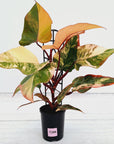 Philodendron erubescens Strawberry Shake