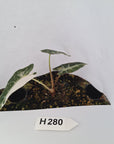 Alocasia Amazonica bambino Variegata - Bare Bottom Baby - SALE