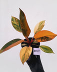 Philodendron 'Rojo Congo Variegated' 125mm