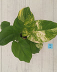 Homalomena rubescens Variegata