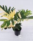Thaumatophyllum bipinnatifidum variegata