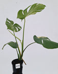 Monstera deliciosa Variegata