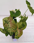 Syngonium podophyllum Confetti Tricolour