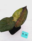 Alocasia macrorrhizos 'plumbea Variegata'