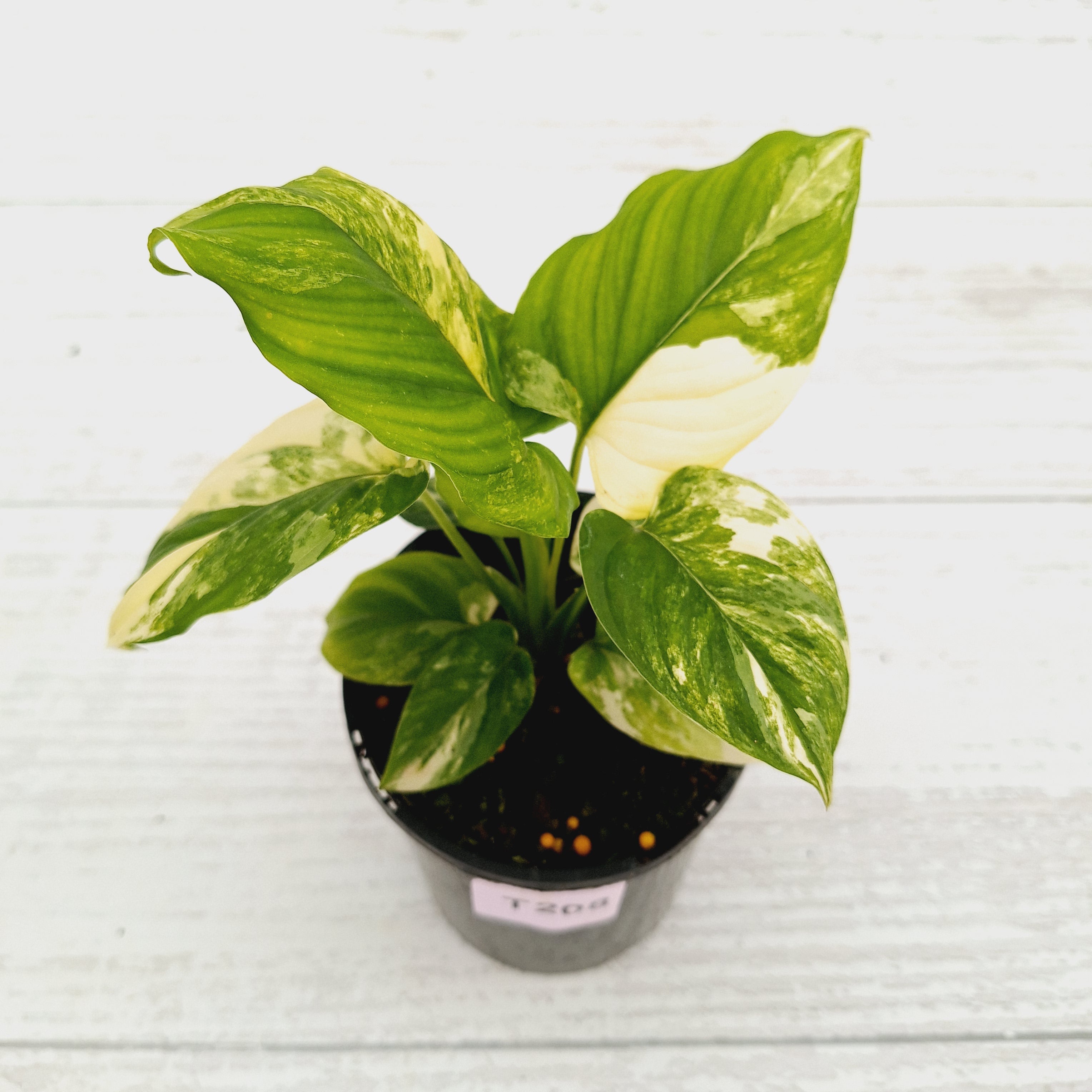Homalomena rubescens Variegata