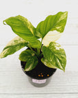 Homalomena rubescens Variegata