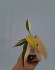Philodendron erubescens Strawberry Shake