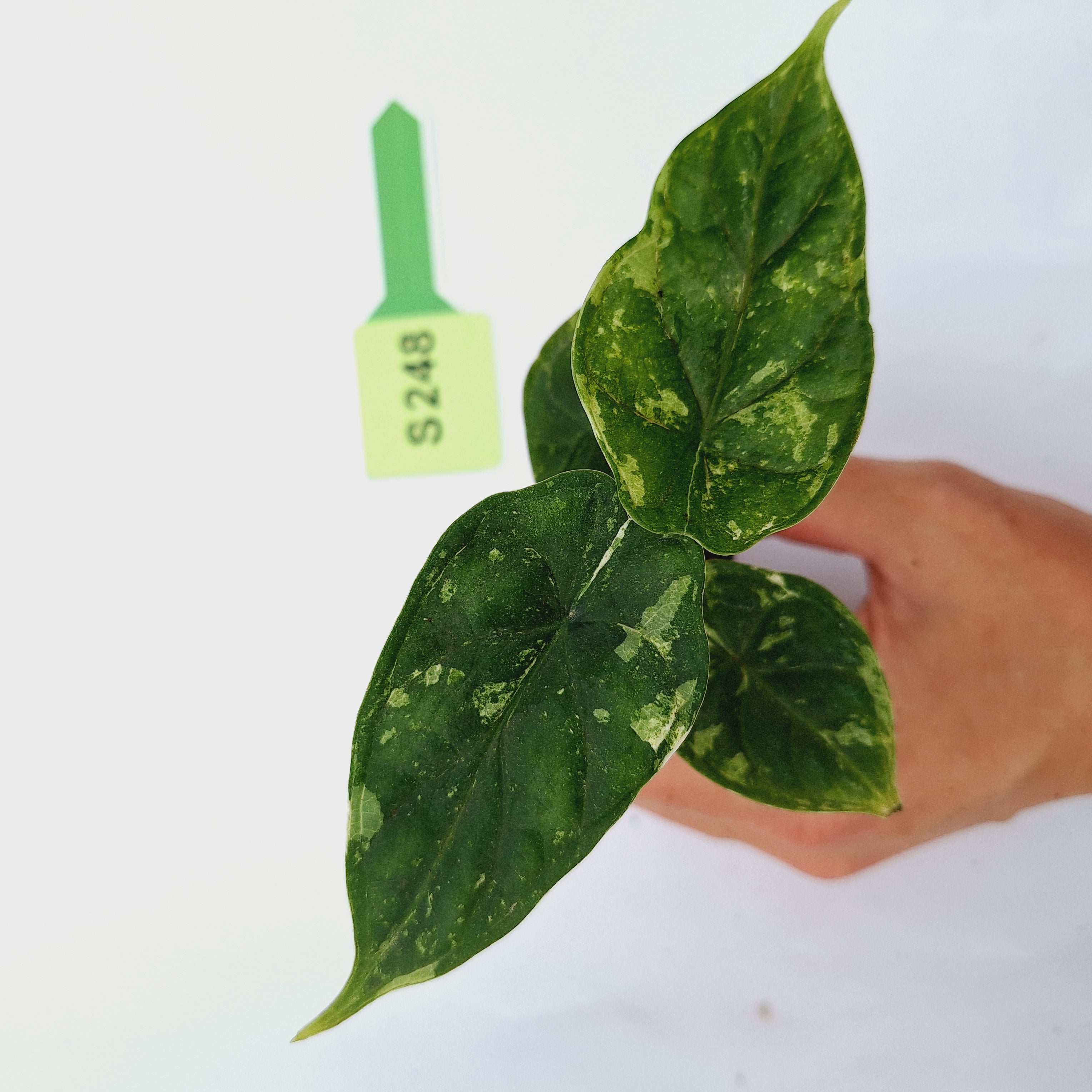 Alocasia Dragon Scale 'Marble' Variegata - Bare Bottom Baby