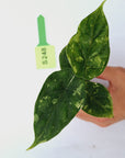 Alocasia Dragon Scale 'Marble' Variegata - Bare Bottom Baby