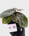 Alocasia reginula 'Black Velvet variegata'