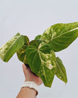Philodendron gloriosum variegata