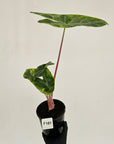Alocasia 'Morocco' Variegated - SALE