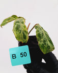 Philodendron gloriosum 'Snow Leopard'