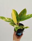 Philodendron imperial green variegata